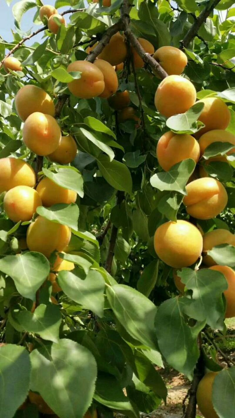 凯特杏，金太阳杏，丰源红杏，大量供应馆陶县众康果品