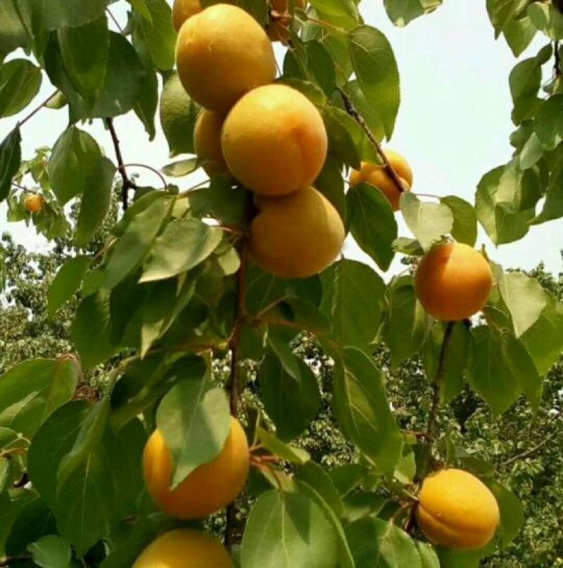凯特杏，金太阳杏，丰源红杏，大量供应馆陶县众康果品