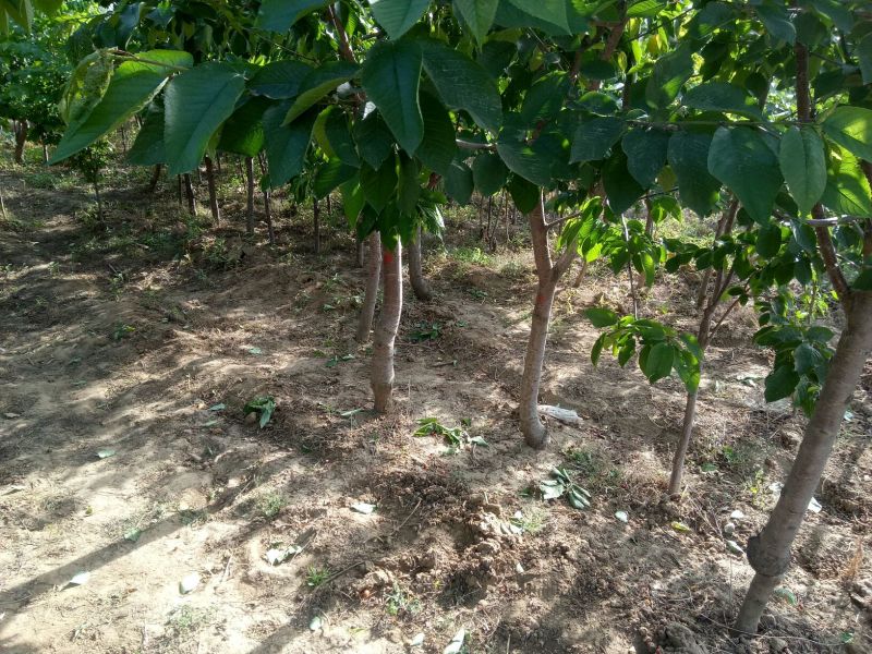 河北君林苗木种植基地2-10公分大樱桃树