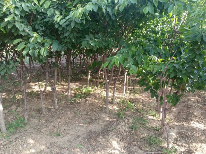 河北君林苗木种植基地2-10公分大樱桃树