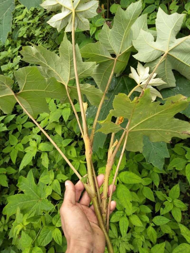 通草苗【批发价】通草苗量大质优基地直发品质保障欢迎