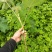 通草苗【批发价】通草苗量大质优基地直发品质保障欢迎