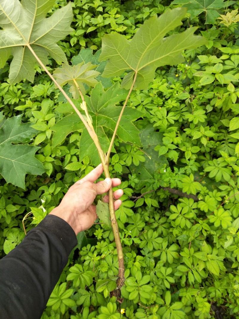 通草苗【批发价】通草苗量大质优基地直发品质保障欢迎