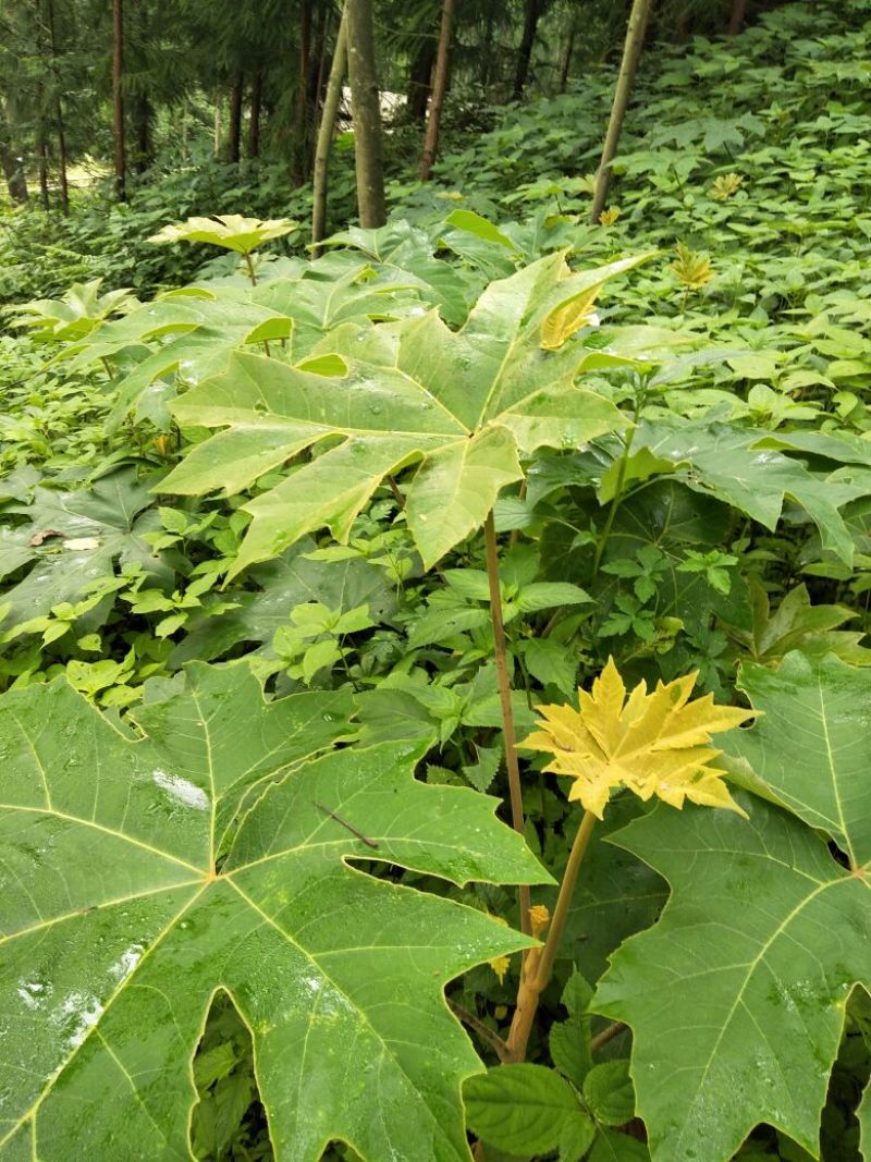 通草苗【批发价】通草苗量大质优基地直发品质保障欢迎