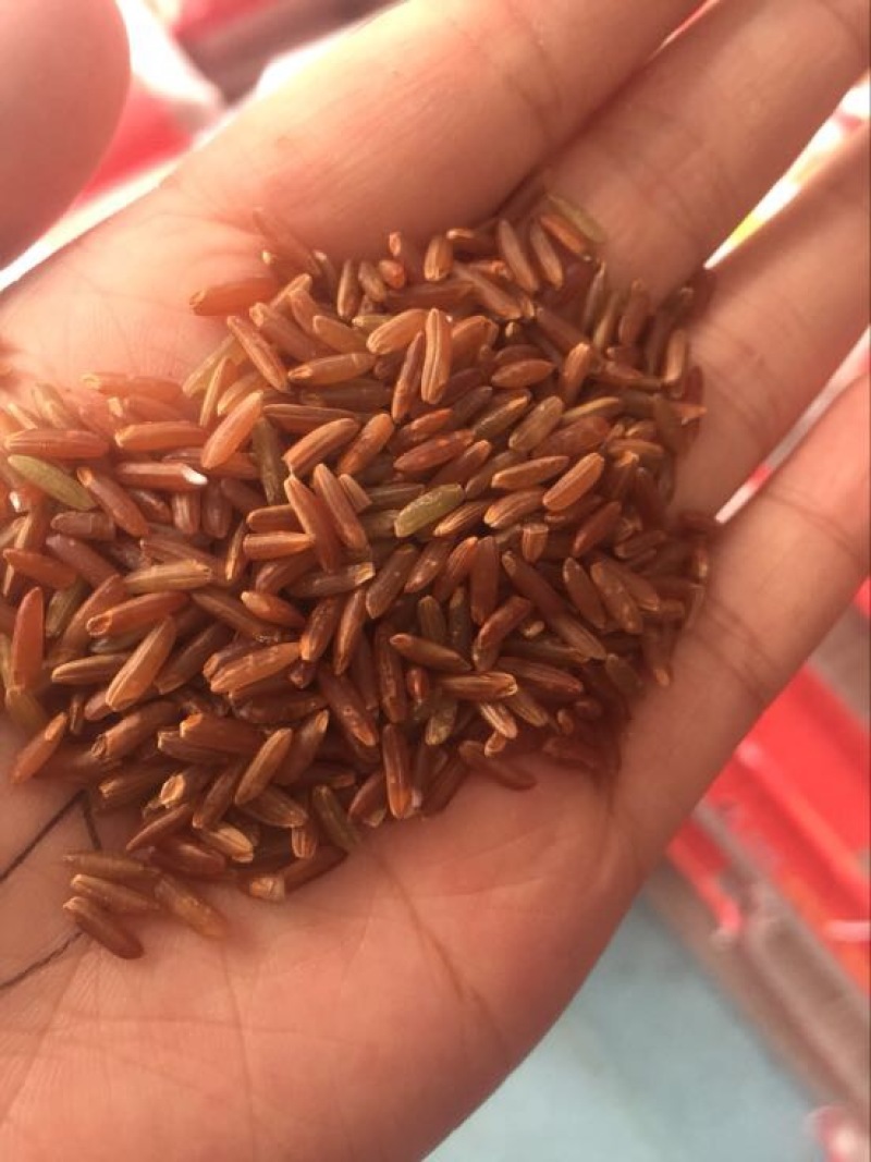红米一级新米