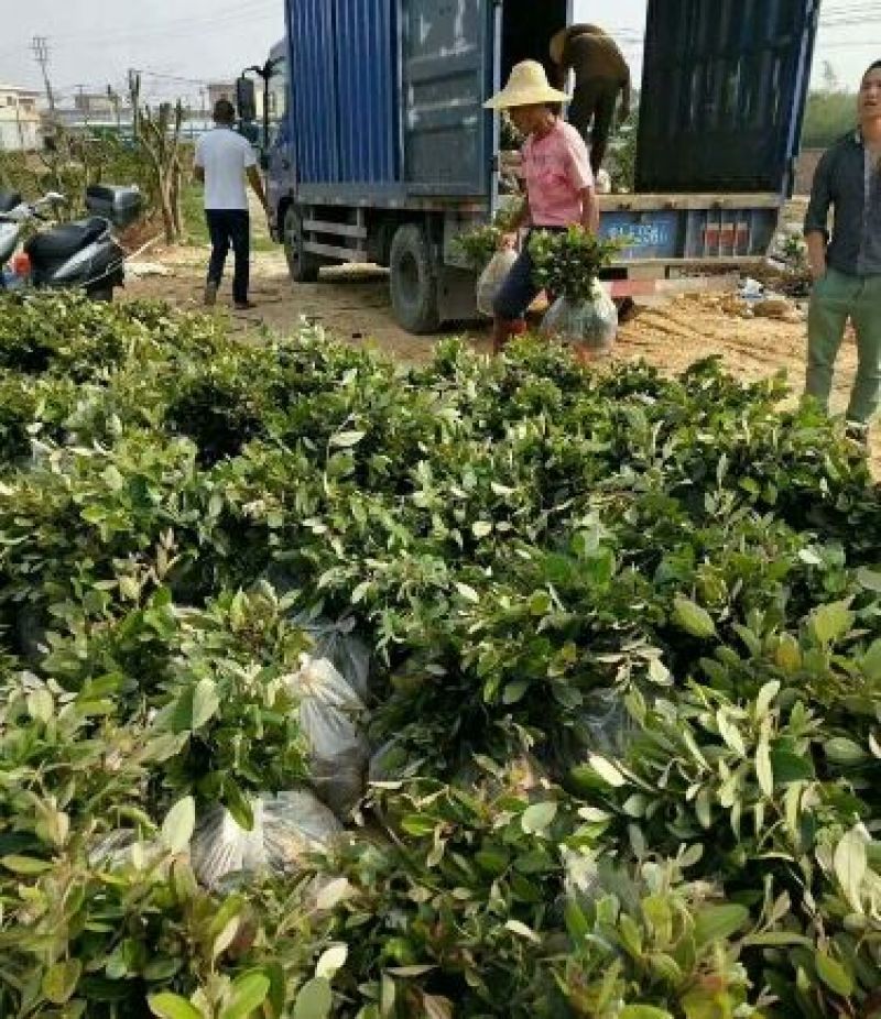 捻子苗桃金娘苗杯苗山花浪费果苗