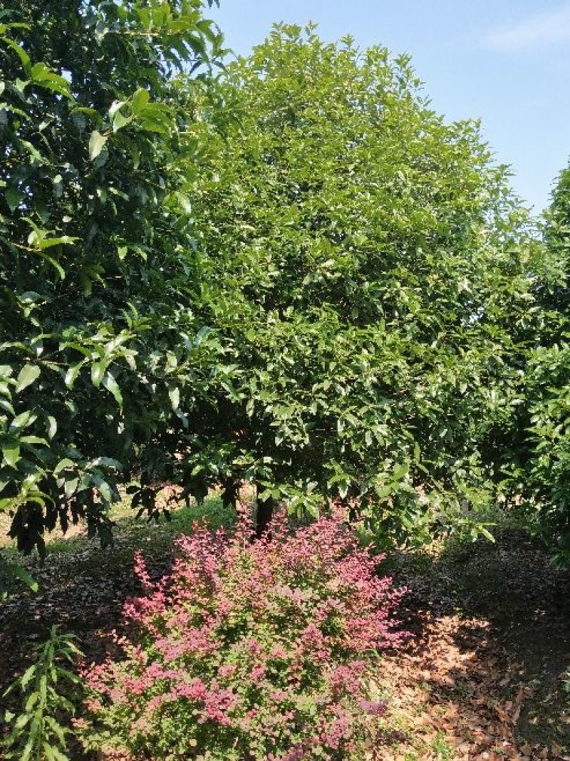 桂花树，广玉兰，红叶石楠，等……