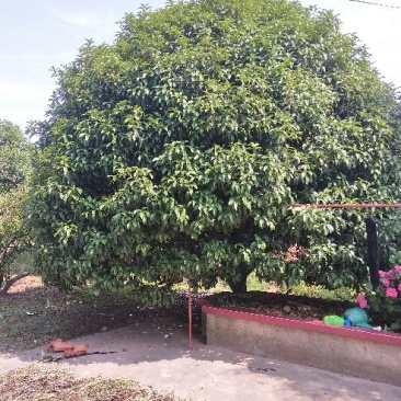 桂花树，广玉兰，红叶石楠，等……
