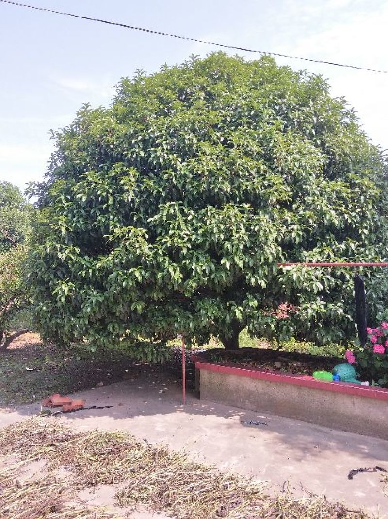 桂花树，广玉兰，红叶石楠，等……