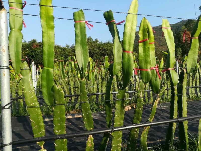 火龙果苗红肉火龙果苗带根发货