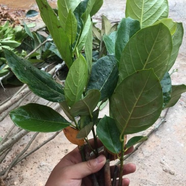 菠萝蜜苗稿接树