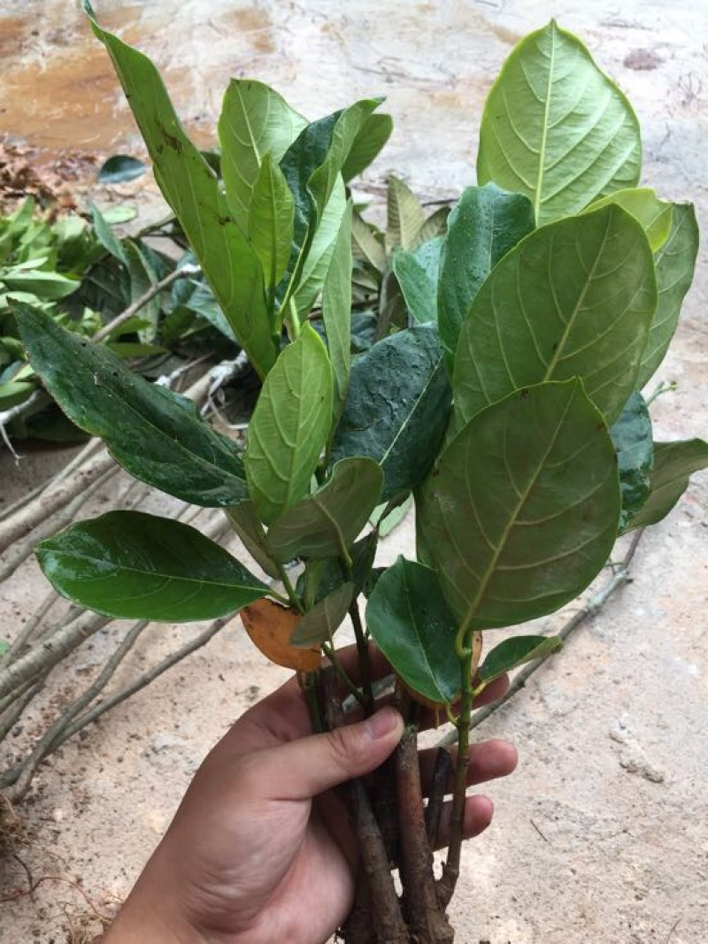 菠萝蜜苗稿接树