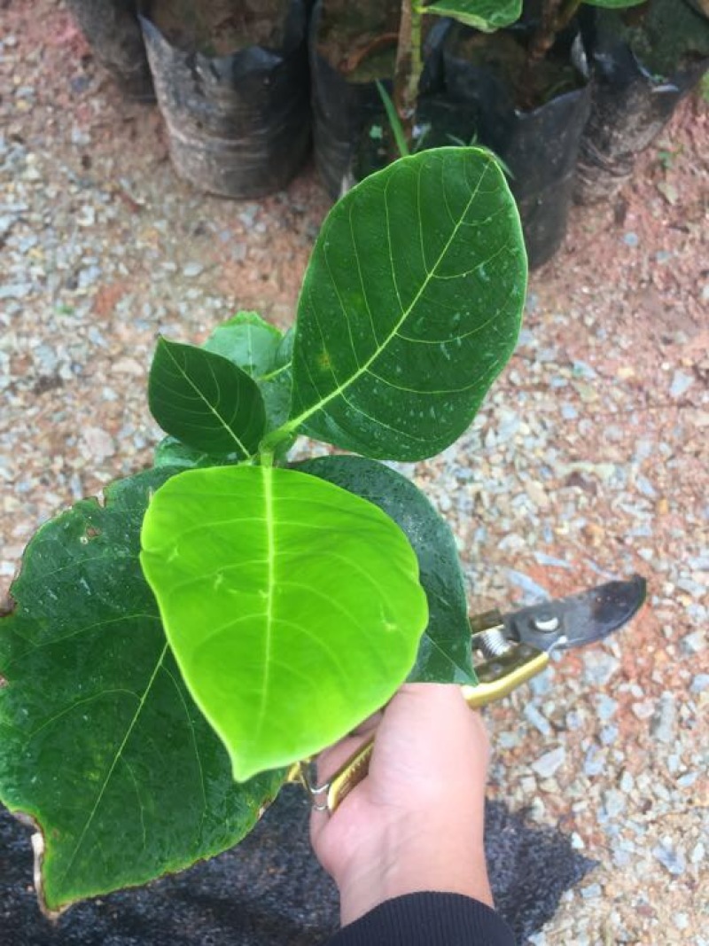 菠萝蜜苗稿接树