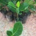 菠萝蜜苗稿接树
