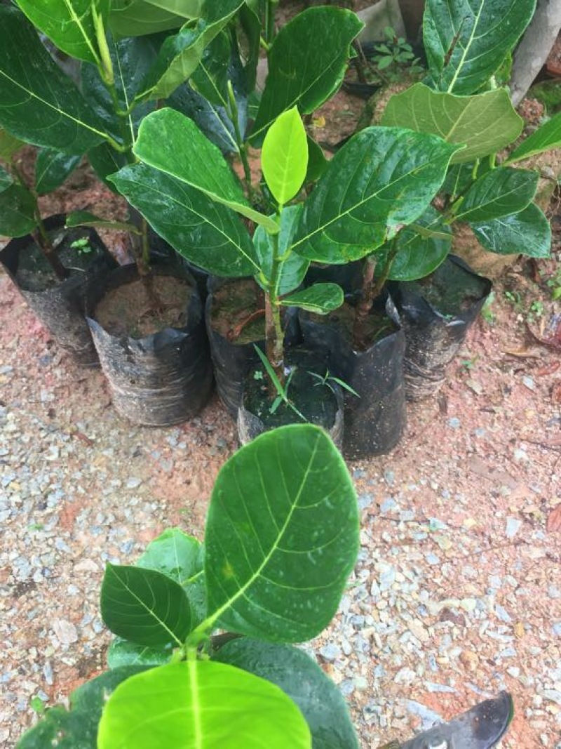 菠萝蜜苗稿接树