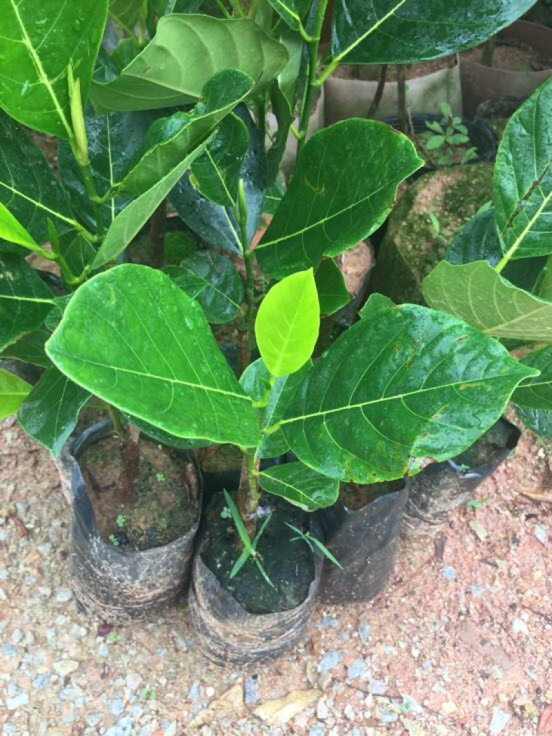 菠萝蜜苗稿接树