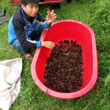 小龙虾小龙虾主养4-6钱（20-30克）活虾
