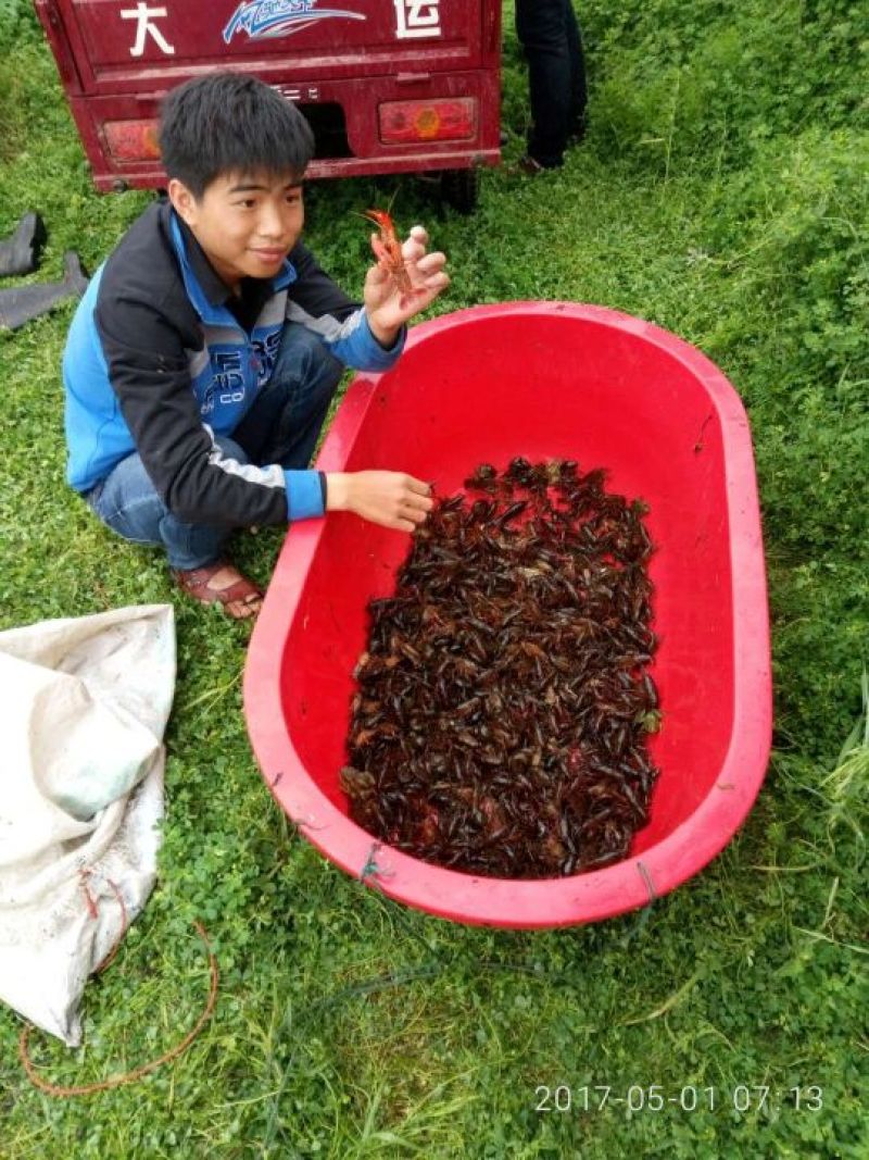 小龙虾小龙虾主养4-6钱（20-30克）活虾