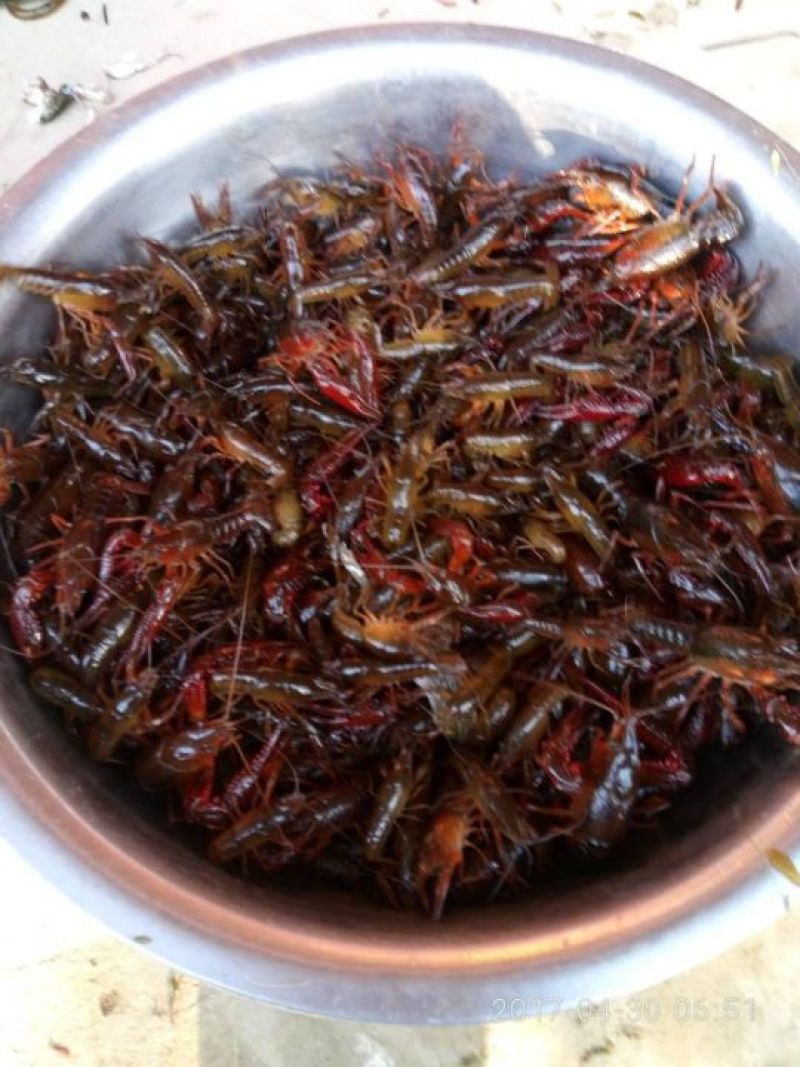 小龙虾小龙虾主养4-6钱（20-30克）活虾