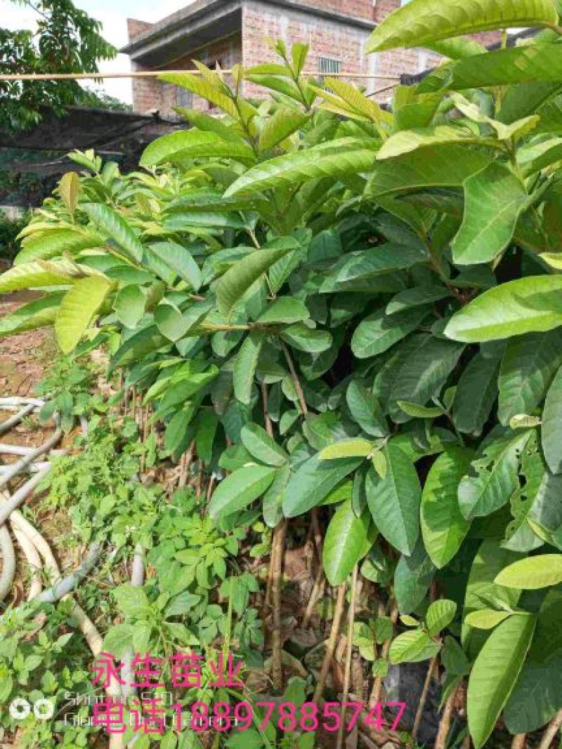 番石榴苗30~50cm