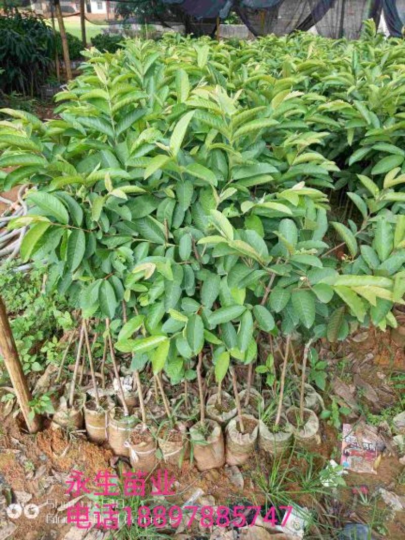 番石榴苗30~50cm