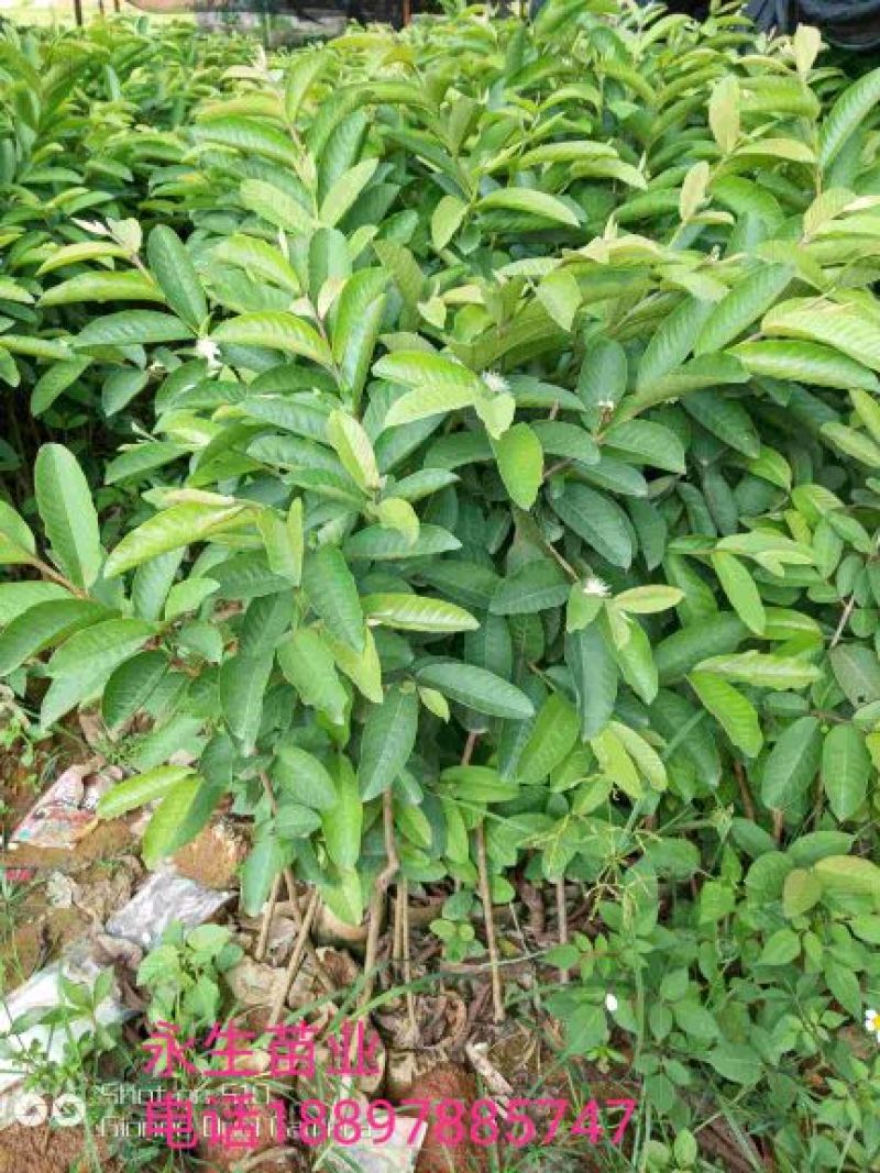 番石榴苗30~50cm