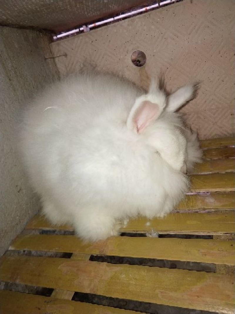 长毛兔种兔价格