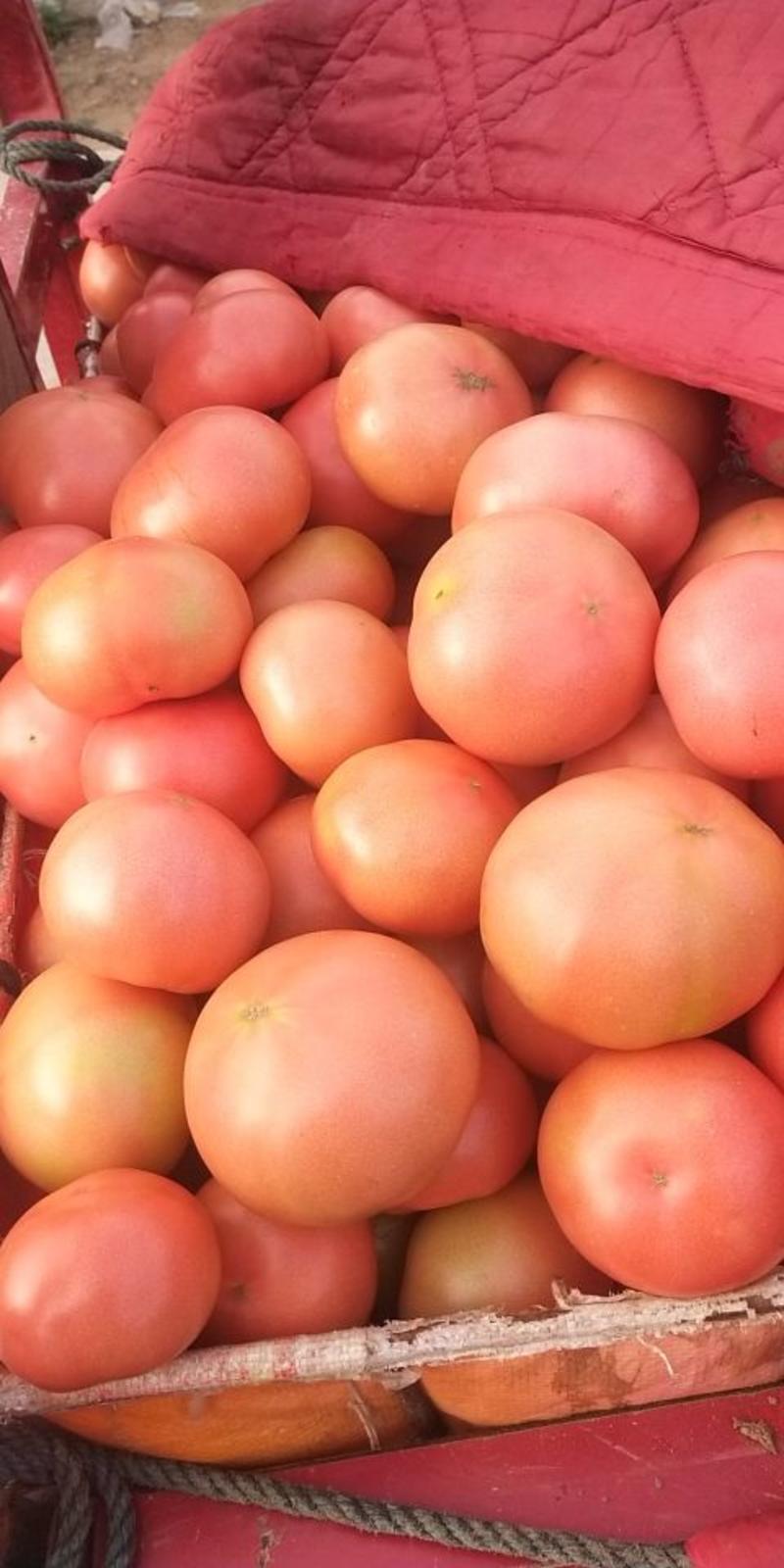 西红柿精品硬粉，电商，超市，各平台供应，提供各种包装