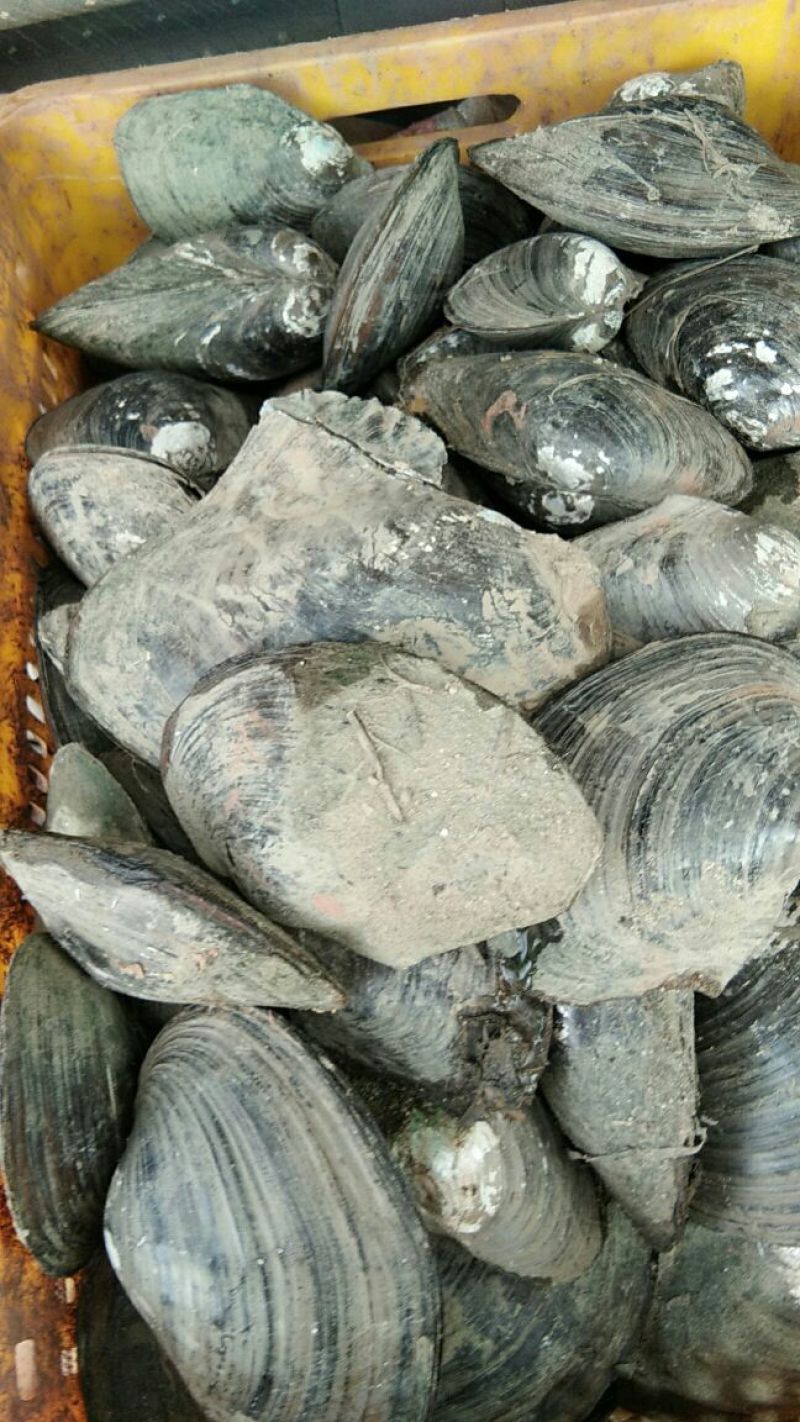 河蚌