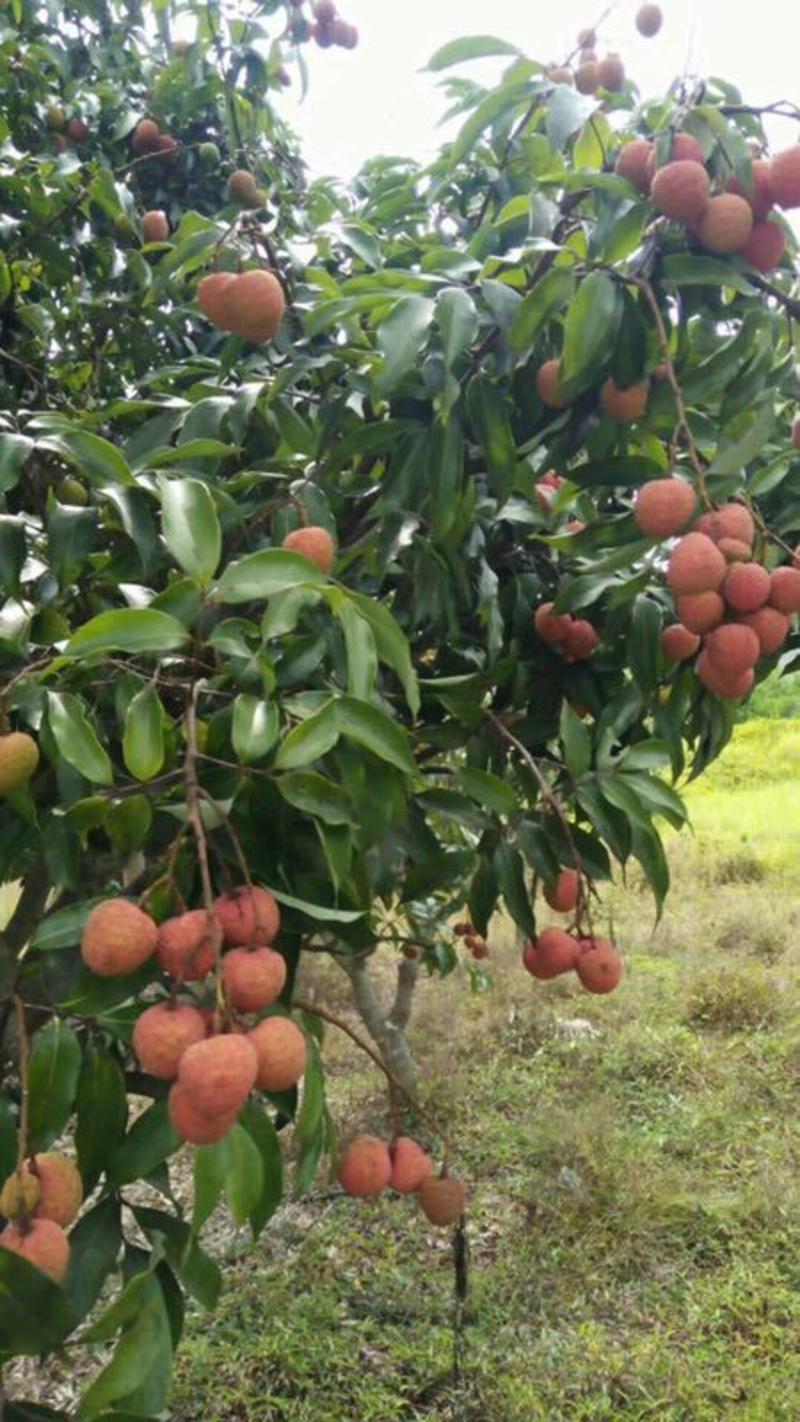 【荔枝】妃子笑大量上市，产地直销大量供应全国发货质量保证