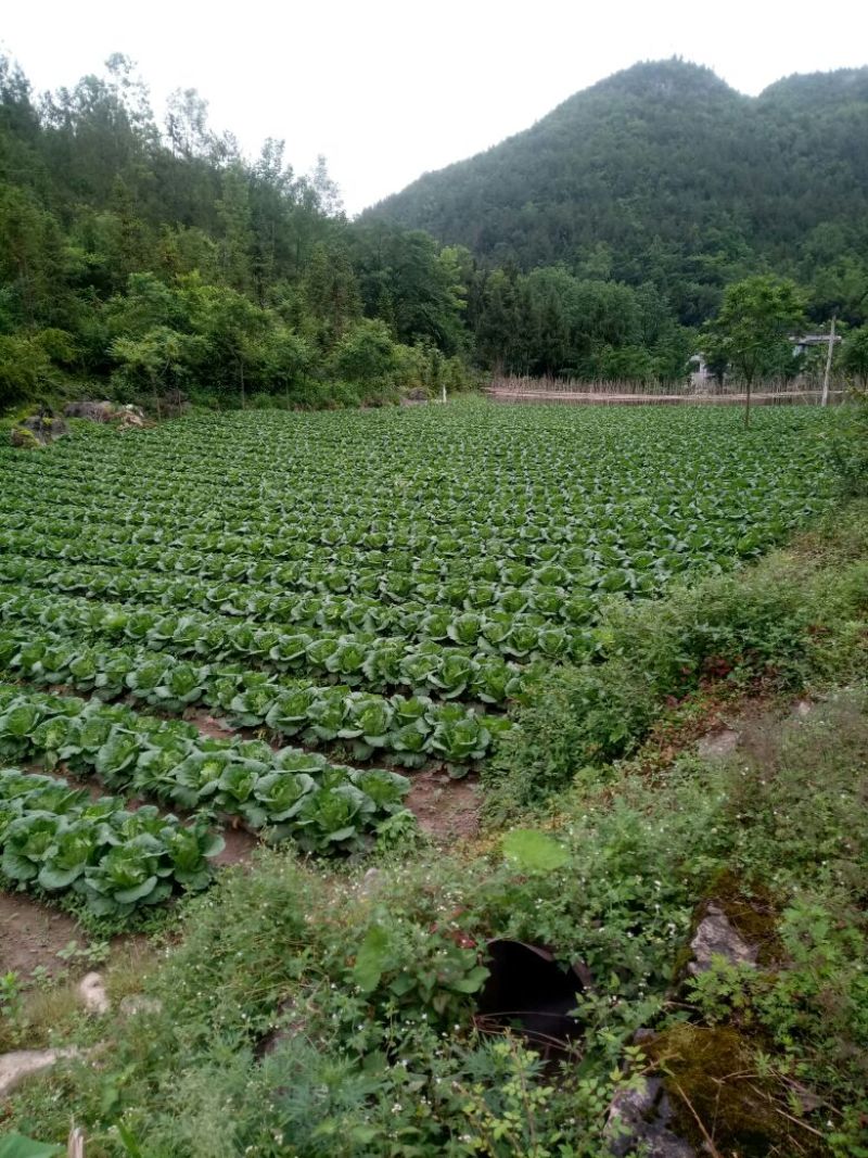 富硒大白菜已经上市，期待您的光临