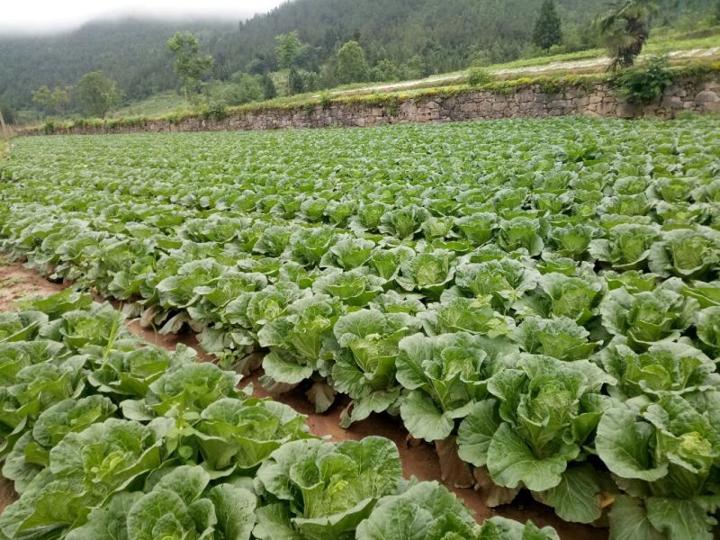 富硒大白菜已经上市，期待您的光临