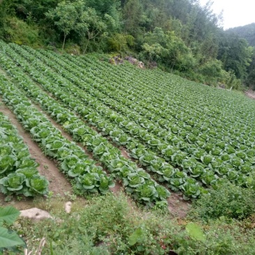 富硒大白菜已经上市，期待您的光临