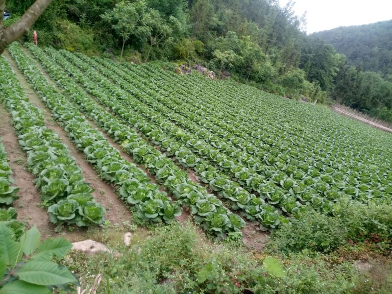 富硒大白菜已经上市，期待您的光临