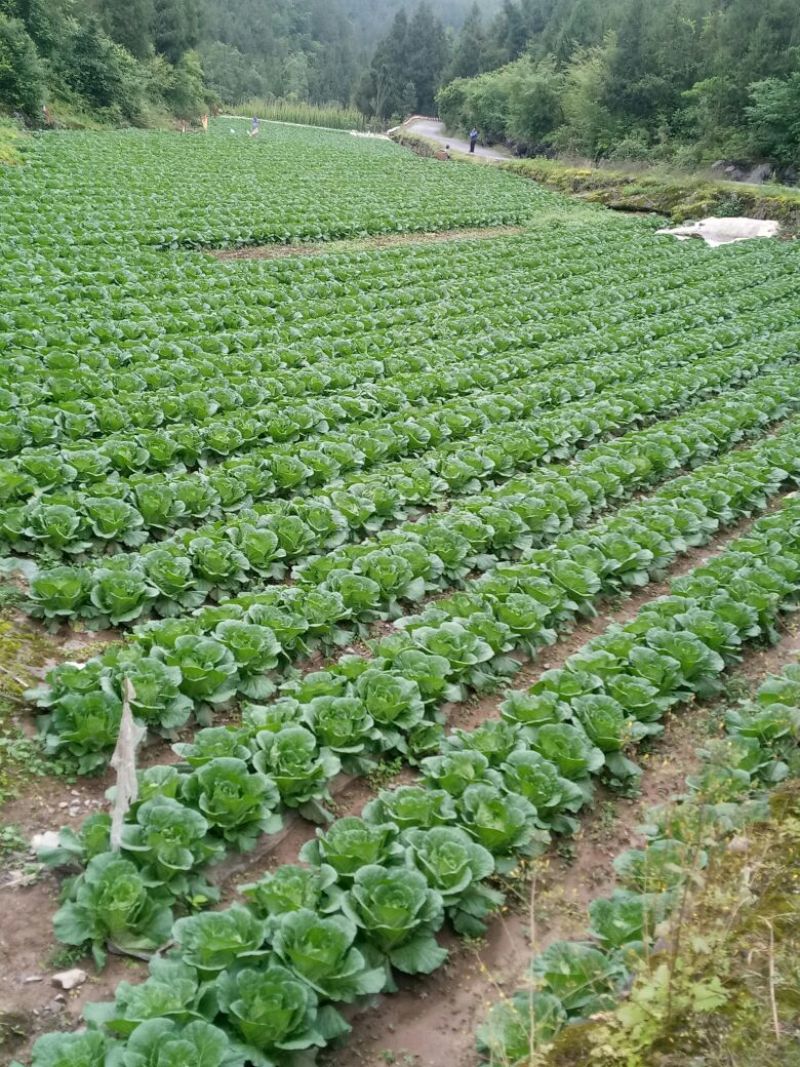 富硒大白菜已经上市，期待您的光临