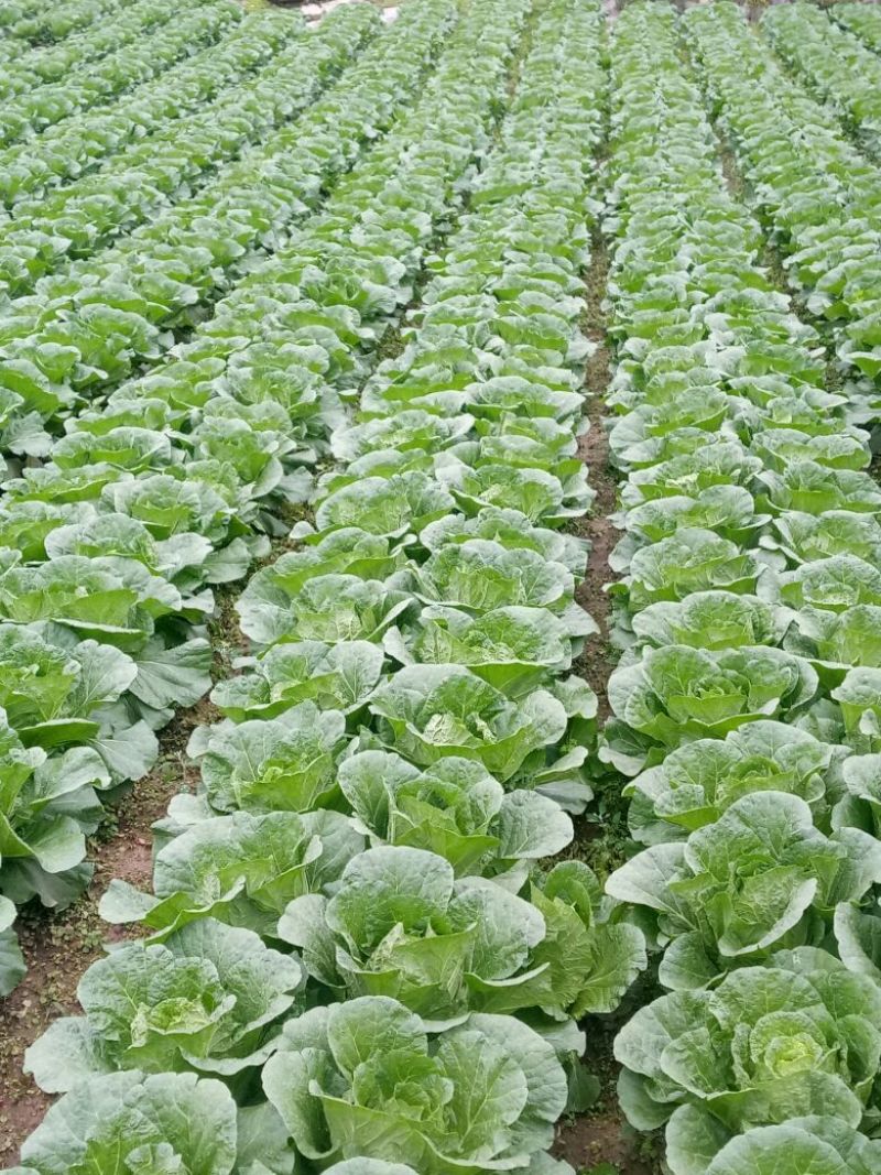 富硒大白菜已经上市，期待您的光临