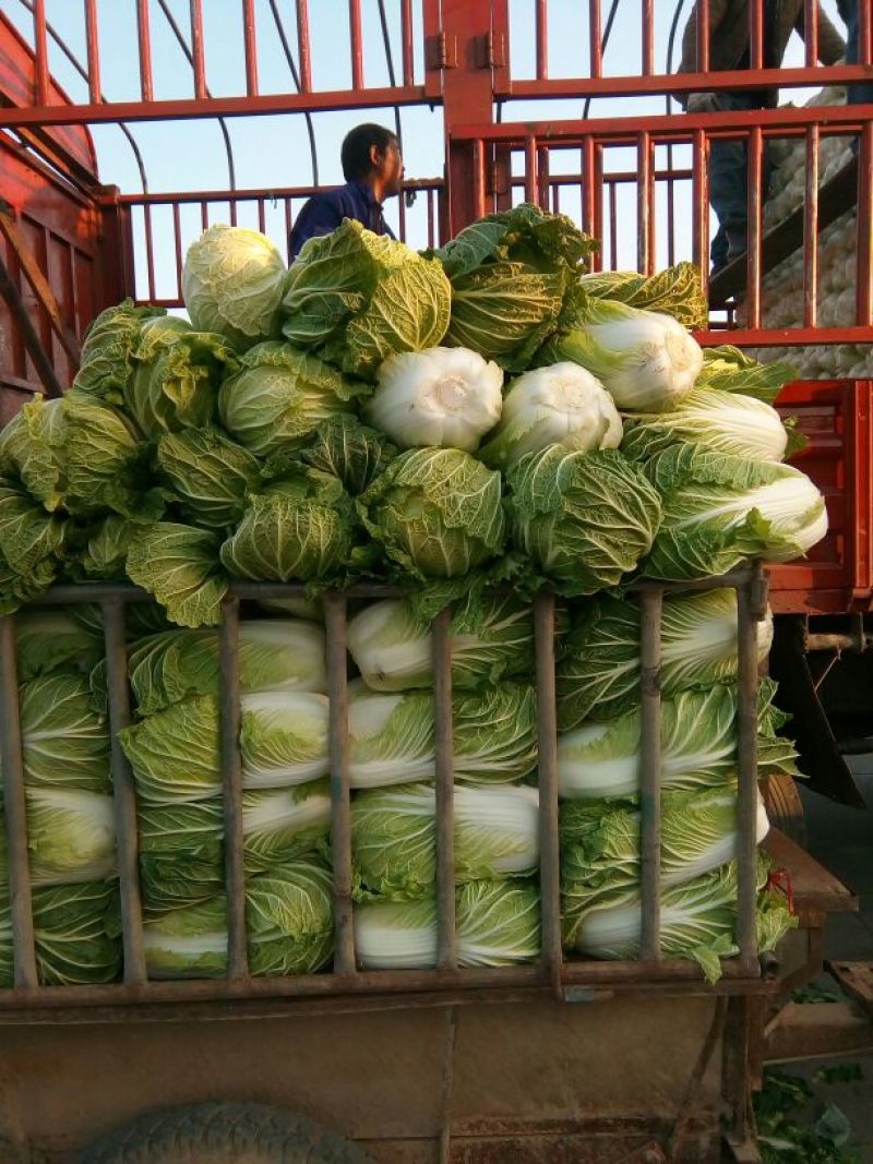富硒大白菜已经上市，期待您的光临
