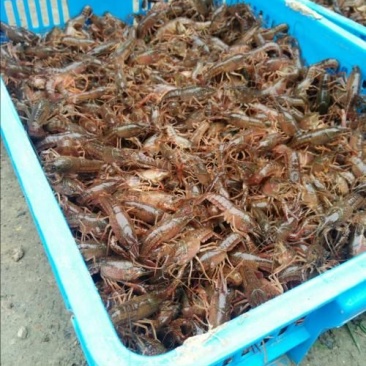 野生龙虾苗出售