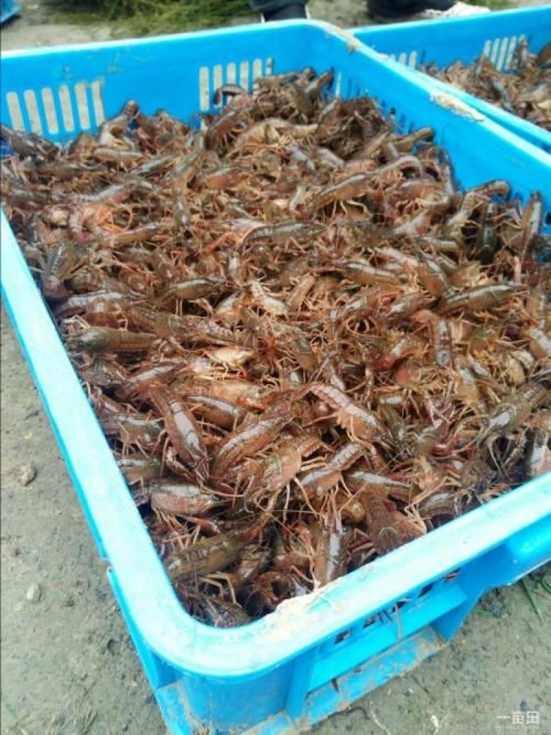 野生龙虾苗出售