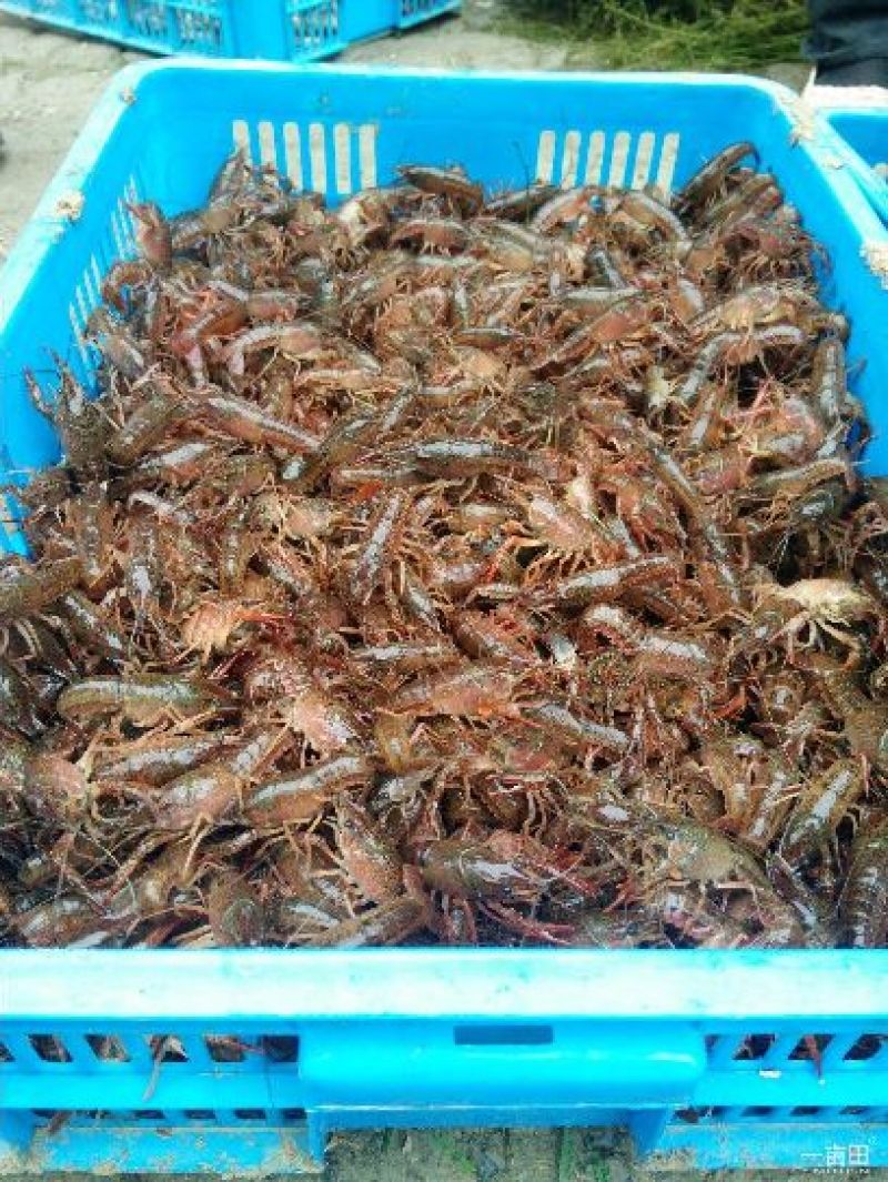 野生龙虾苗出售