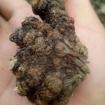 地道中国川芎第一镇出货川芎