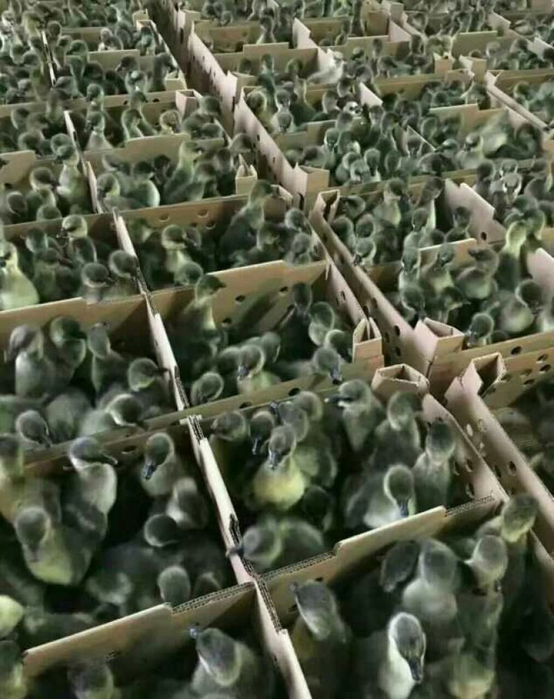 鹅苗，灰鹅苗，麻鹅苗，草鹅，四季鹅