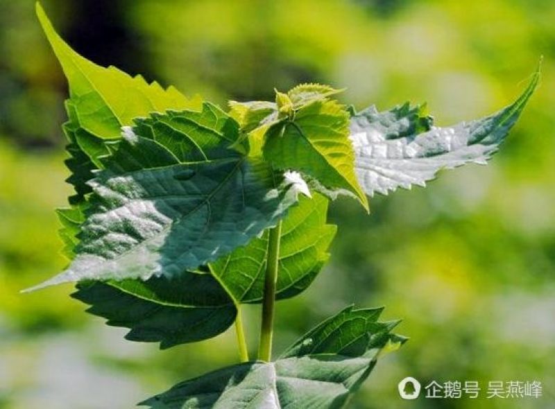 豆腐树，神仙树！包教技术