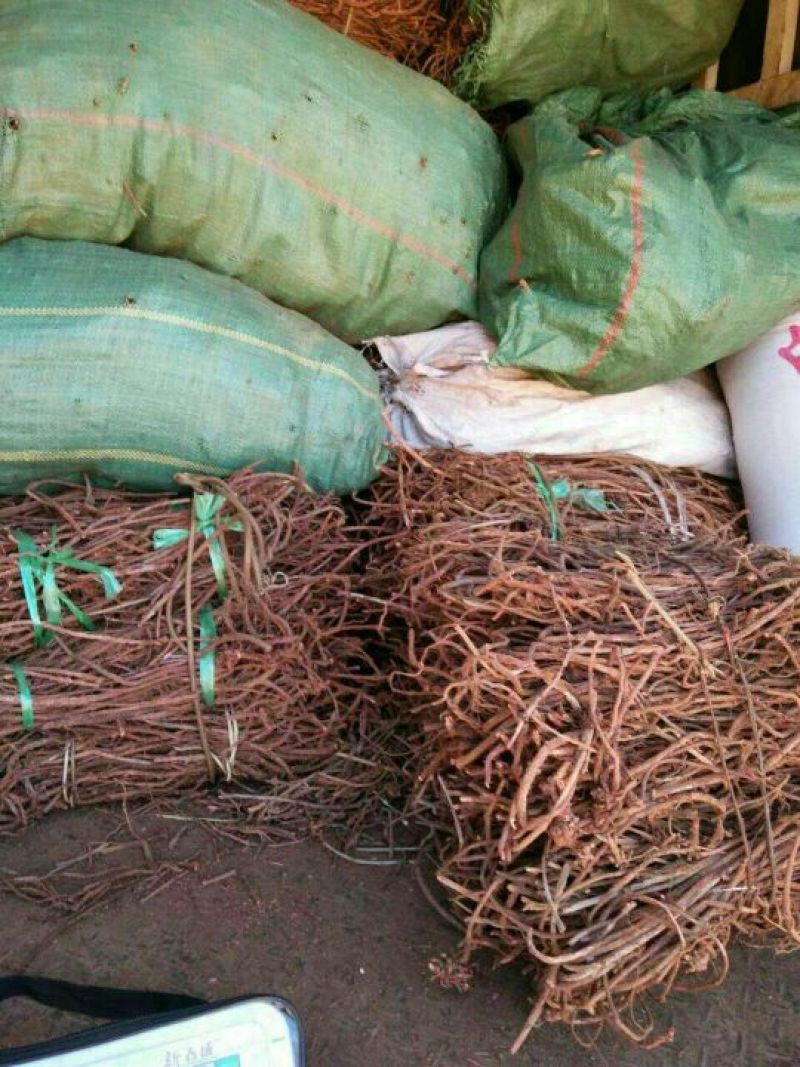 茜草手选货统货机压包茜草红根子靓货