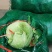 墨玉50甘兰通货1~2公斤，现已大量上市，可视频看货