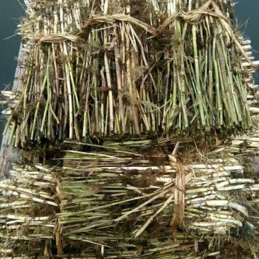 芦苇～白洋淀野生芦苇苗