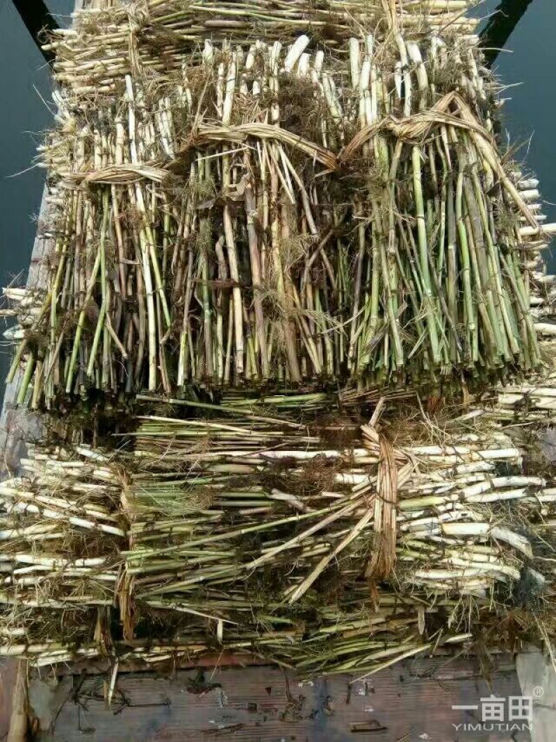 芦苇～白洋淀野生芦苇苗