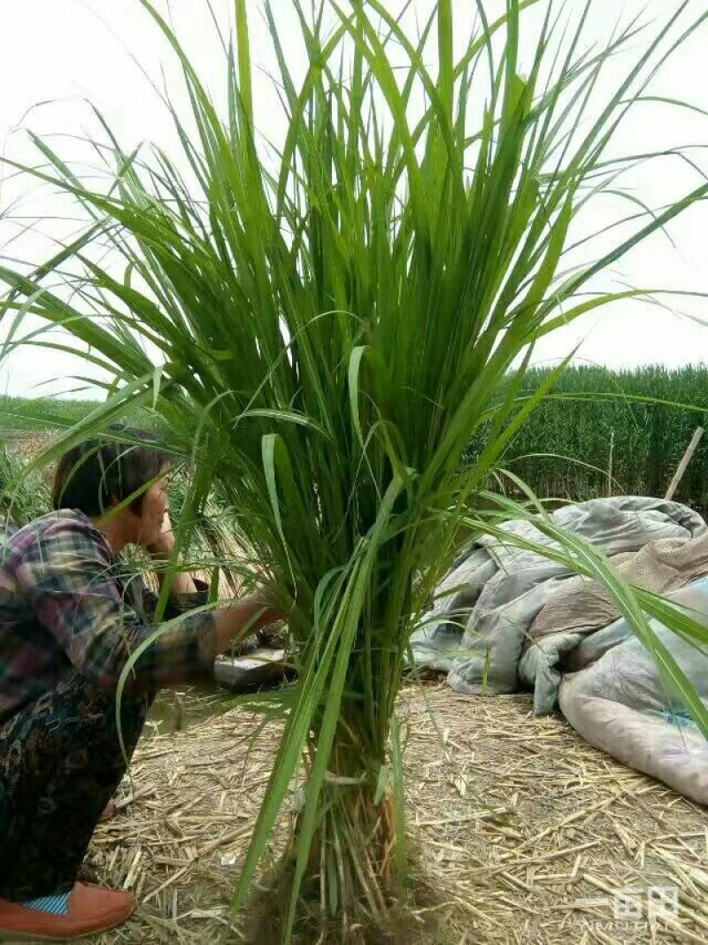 芦苇～白洋淀野生芦苇苗