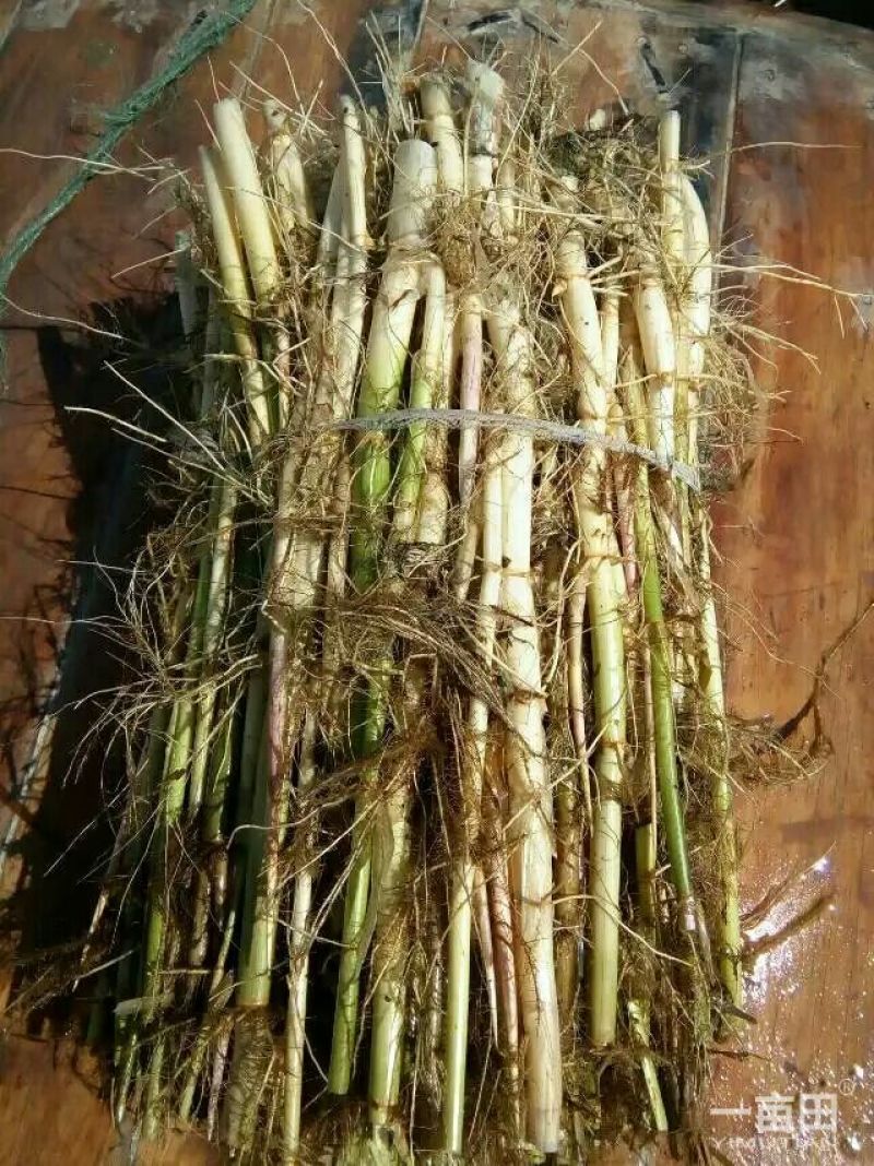 芦苇～白洋淀野生芦苇苗