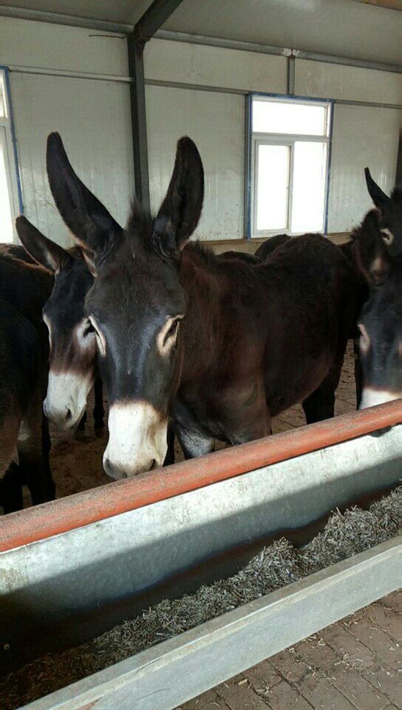 活驴